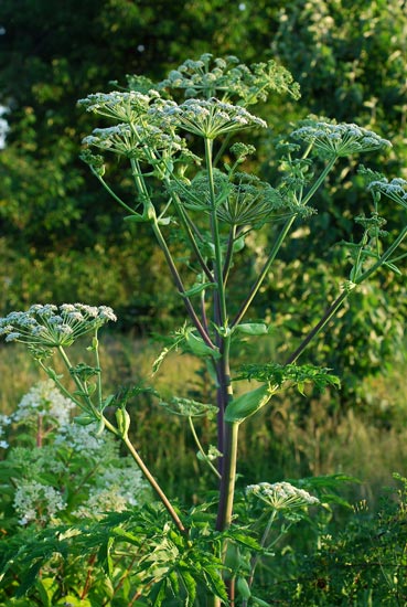Angelica Dahurica