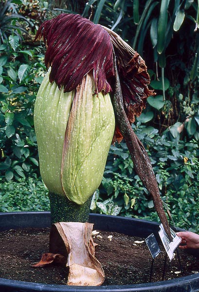 amorphophallus titanum. Amorphophallus titanum Becc.