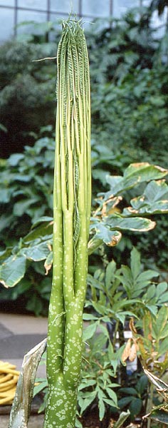 amorphophallus titanum araceae. amorphophallus titanum araceae. Araceae