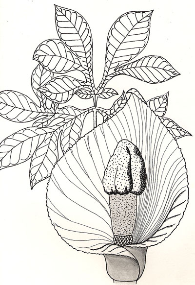amorphophallus titanum seeds. amorphophallus titanum seeds.