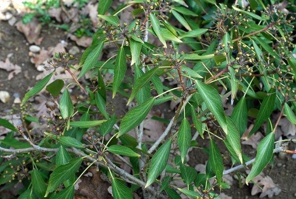 Hedera Nepalensis