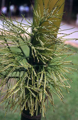 Arecaceae