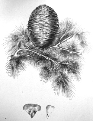 Cedrus deodara 1.Pinetum Brit.1884
