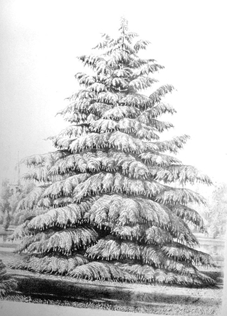 Cedrus deodara 2.Pinetum Brit.1884