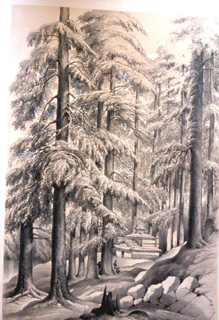 Cedrus deodara 3.Pinetum Brit.1884