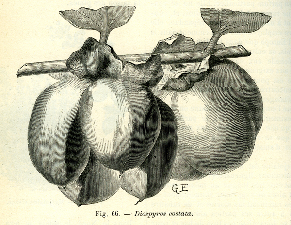 Diospyros-costata-rev-Hort-1904.jpg