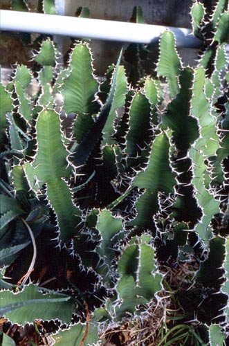 [http://www.asianflora.com/Euphorbiaceae/Euphorbia-cactus.jpg]