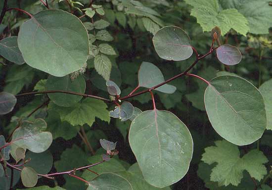Lauraceae