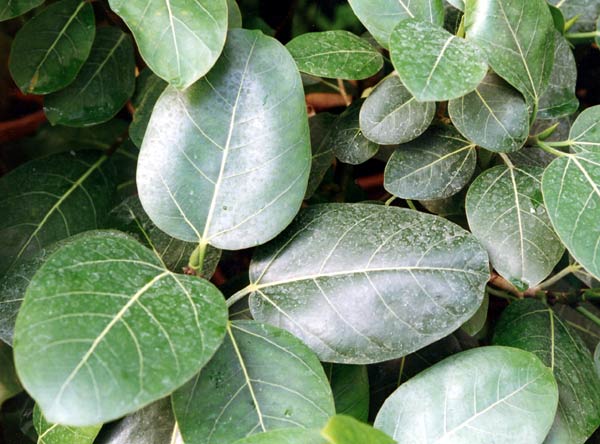 Ficus Altissima