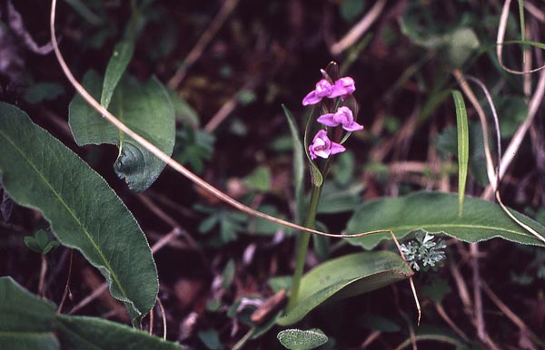 http://www.asianflora.com/Orchidaceae/Aceratorchis-tschiliensis.jpg