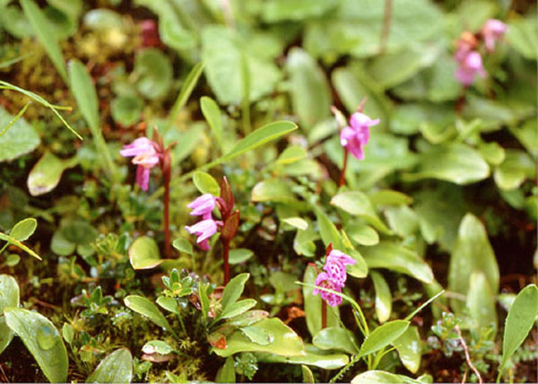 http://www.asianflora.com/Orchidaceae/Aorchis_spathulata2.JPG