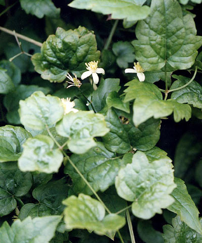 clematis gouriana