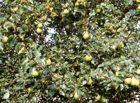 Pyrus Betulifolia