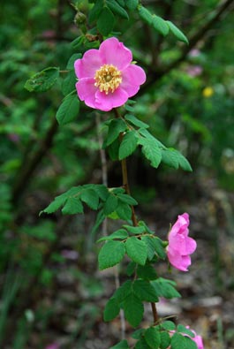 http://www.asianflora.com/Rosaceae/Rosa-sweginzowii-4.jpg
