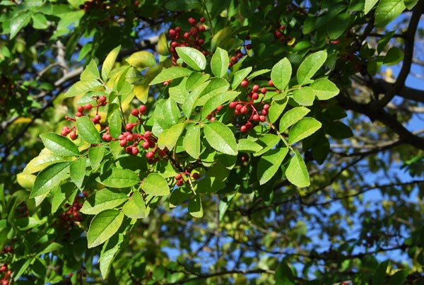 Sichuan Pepper