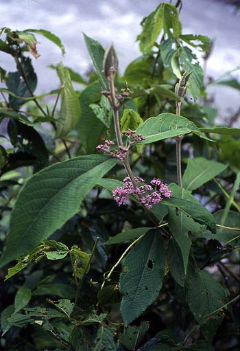 http://www.asianflora.com/Verbenaceae/Callicarpa-macrophylla.jpg